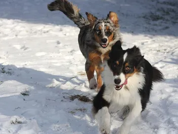 Is It True That Australian Shepherds Have Webbed Feet? Vet-Verified Facts