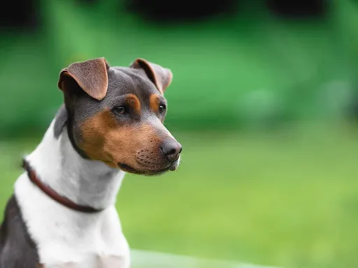 Brazilian Terrier