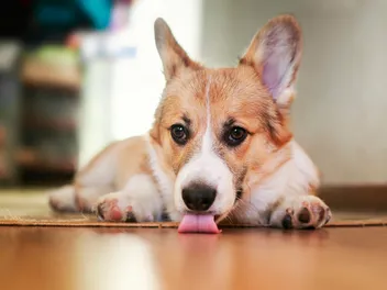Why Do Dogs Lick the Floor? 10 Vet-Verified Reasons & When to Be Concerned