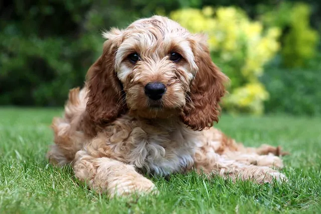 How Much Does a Cockapoo Cost in 2026? Complete Price Guide
