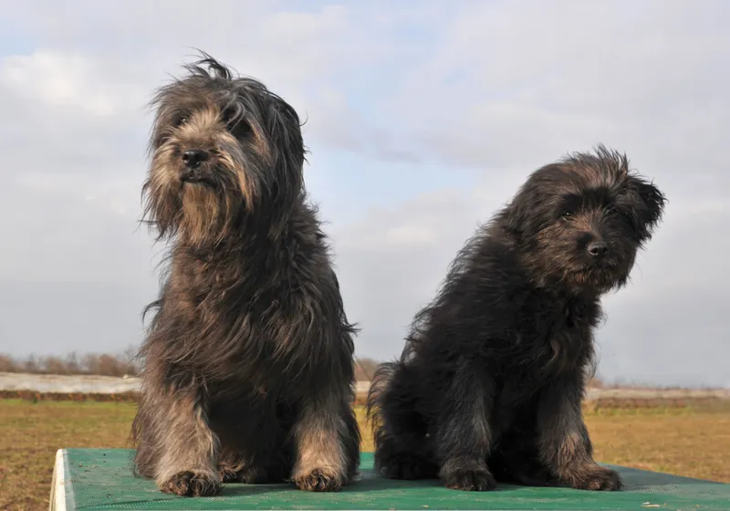 dog and puppy purebred pyrenean shepherd sitting