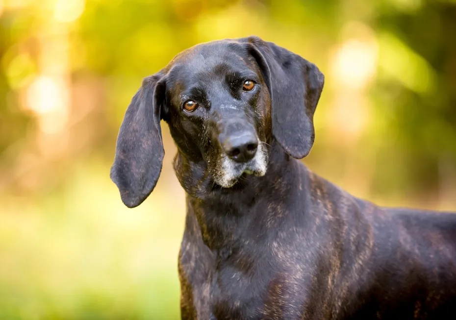 brindle Plott Hound dog