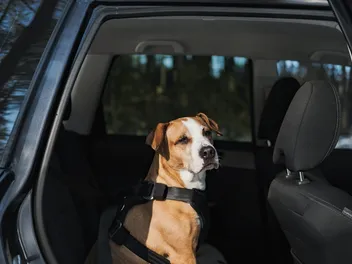 6 Best Crash-Tested Dog Harnesses for the Car in 2026 - Reviews & Top Picks