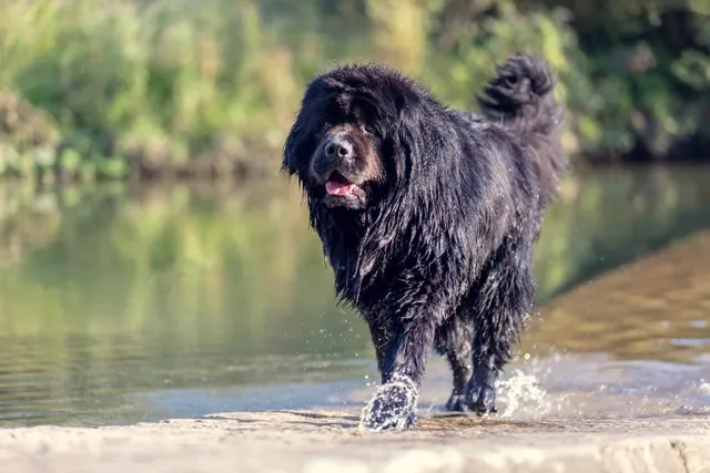 Is a Newfoundland Dog Hypoallergenic? Vet-Approved Facts & FAQ
