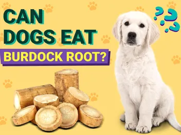 Can Dogs Eat Burdock Root? Vet-Verified Facts & FAQ