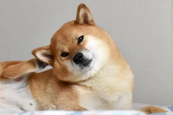 shiba inu dog scratching its ear