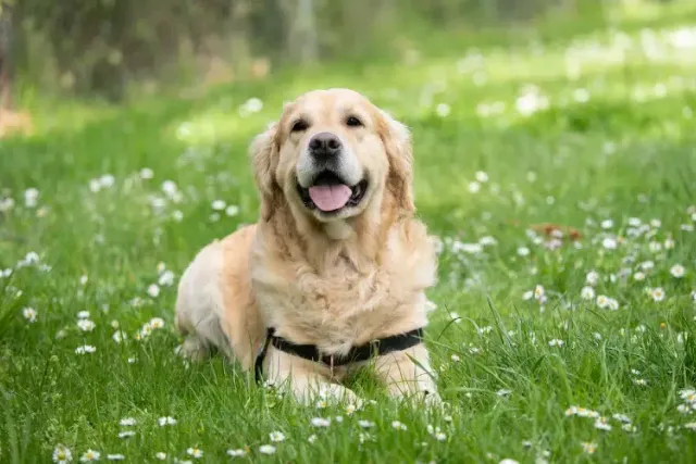12 Most Popular Dog Breeds in Pennsylvania: 2026 Update (With Info & Pictures)