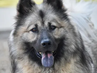 Why Is My Dog’s Tongue Black? Vet-Approved Canine Health Facts