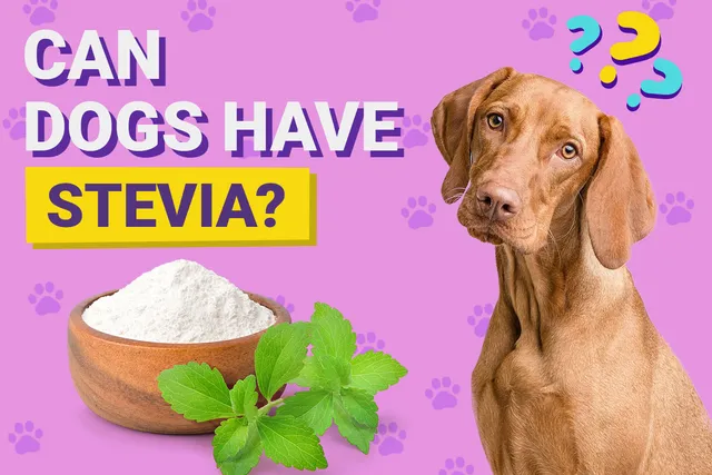 Can Dogs Have Stevia? Vet-Verified Nutrition Facts & Info