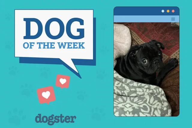 Dogster Photo Contest: Dogs of the Week Winners (April 17, 2025)