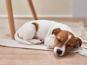 My Dog Sleeps All Day, Are They OK? Vet-Verified Canine Facts & FAQ
