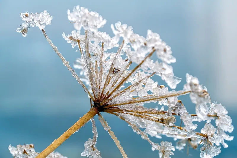 White Poison Hemlock