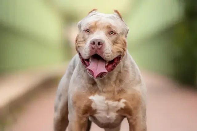 American Bully XL Dog Breed: Vet-Verified Info, Pictures, Care & History