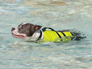 Does a Pitbull Have Webbed Feet? Vet-Verified Facts & FAQ