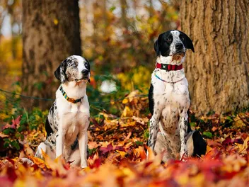 Are Dogs Monogamous? Exploring Canine Bonds With Mates