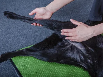 Physical Therapy for Dogs: Vet-Reviewed Explanation, Benefits & Costs