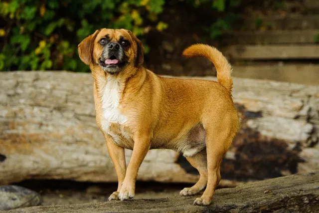 How Much Does a Puggle Cost? (2026 Price Guide)