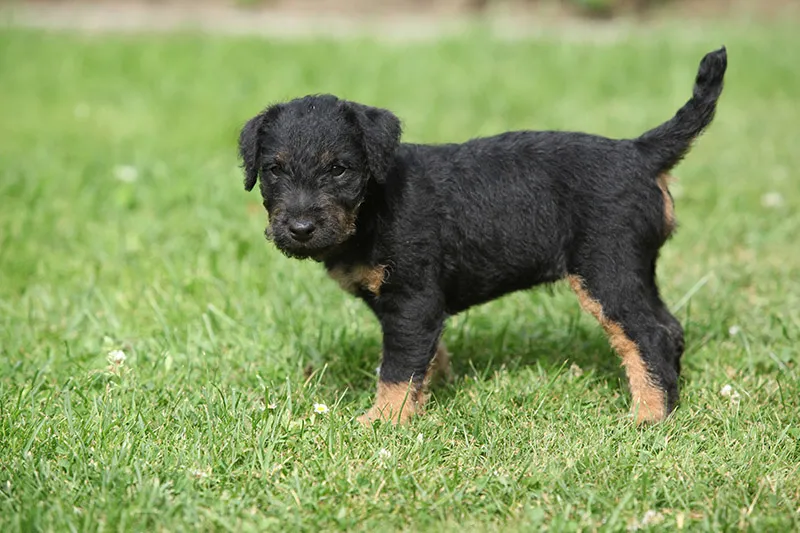 Jagdterrier puppy