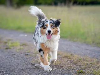 Should I Avoid Purebred Dogs in Rare Colors? Vet-Approved Facts & FAQ