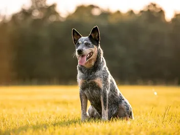 Are Blue Heeler Dogs Really Blue? Setting the Facts Straight (Vet-Reviewed)