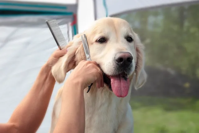 2 Adorable Golden Retriever Haircuts (With Pictures)