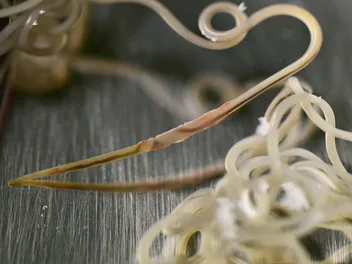 Heartworm in Dogs: Our Vet Discusses Causes, Signs, Treatment & Prevention