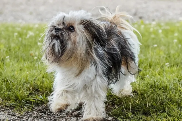 Do Shih Tzus Bark a Lot? How Much & How to Stop It