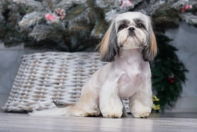 Are Shih Tzus More Aggressive Than Other Dogs? Breed Facts & FAQ