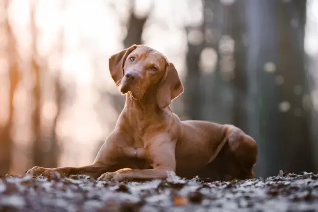 How to Potty Train a Vizsla: 8 Vet-Approved Tips & Tricks