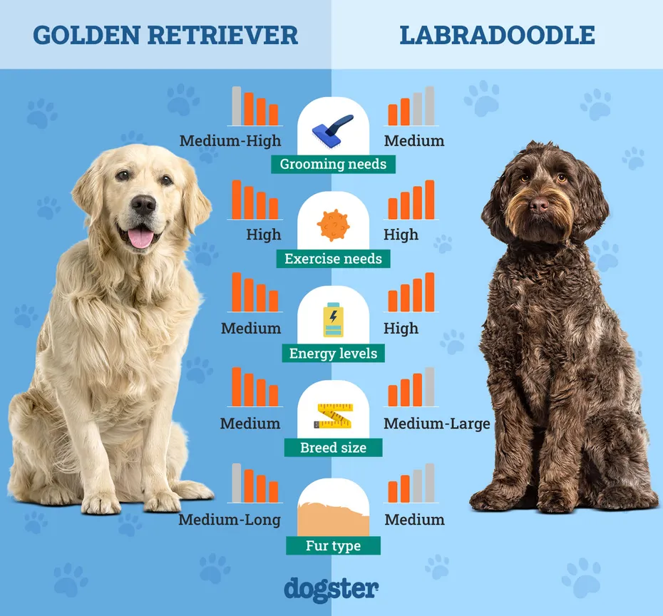 Dogster_Side by Side Comparison_Golden Retriever vs Labradoodle