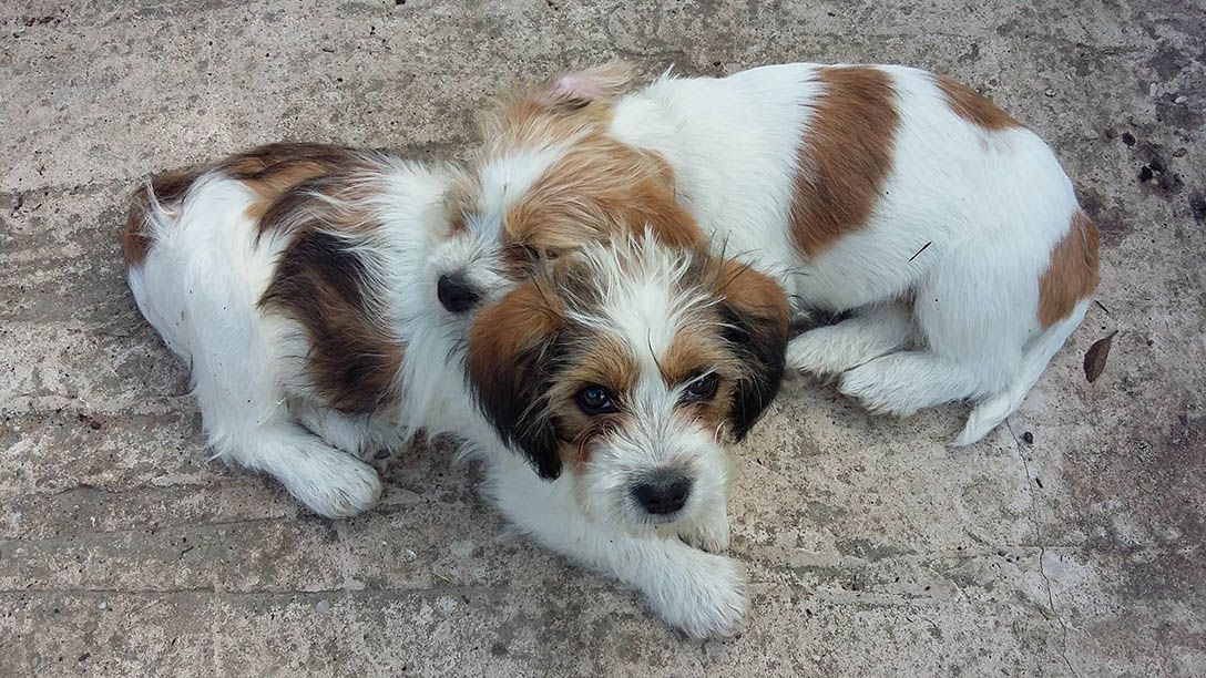 two jack tzu puppies