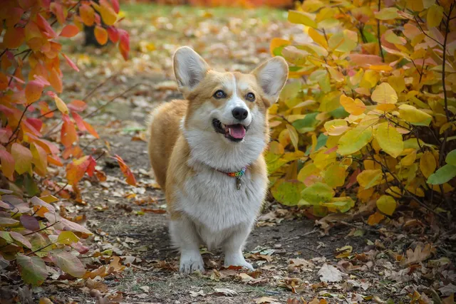 How Big Do Corgis Get? Average Weight & Growth Chart