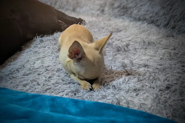 Dealing with Chihuahua Abscesses: Ned’s Bummer of a Week