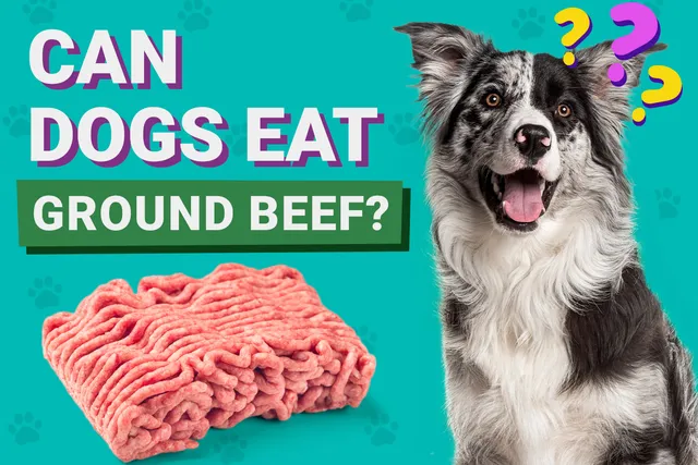 Can Dogs Eat Ground Beef? Vet-Verified Benefits, Tips & FAQ