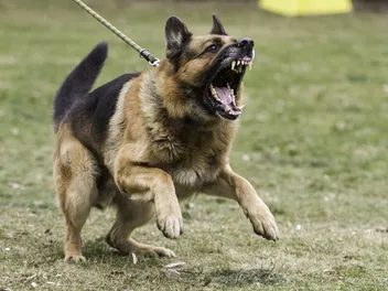 8 Dog Breeds Most Likely to Bite Humans (With Dog Bite Statistics)