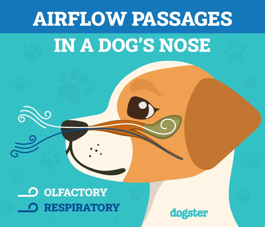 Dogster_Airflow Passages In a Dogs's Nose_v1_Apr 15 2024 (1)