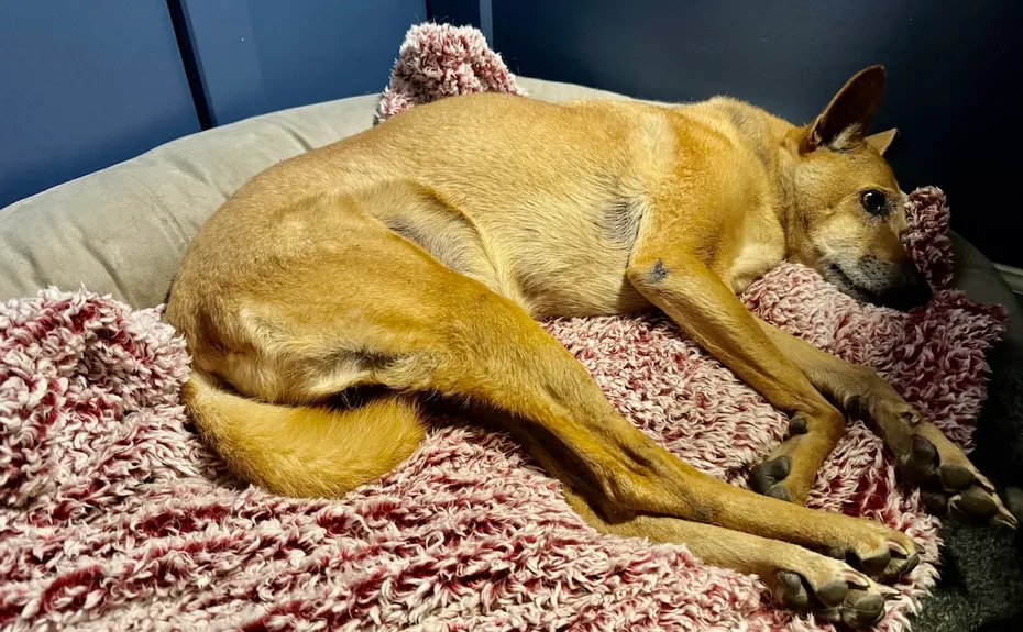 Jelly in the bed