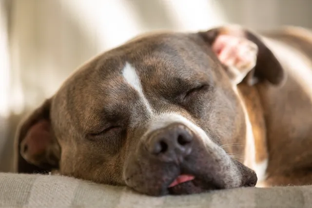 Your Dog Falls Asleep in 30 Seconds—You Take 30 Minutes. Here's Why
