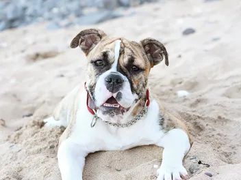 Australian Bulldog Dog Breed: Info, Pictures, Care Guide & More