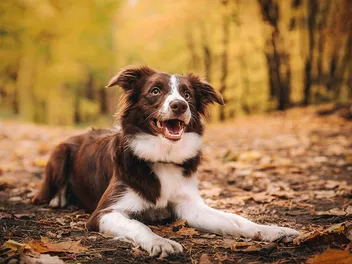 How Big Do Border Collies Get? Vet-Reviewed Average Growth and Weight Chart