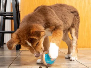 10 Best Dog Toys for Chewers in 2026 - Reviews & Top Picks
