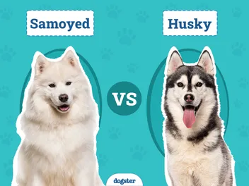 Samoyed vs. Husky: The Differences (With Pictures)
