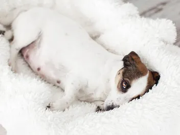 Abnormalities of Dog Pregnancy – 8 Common Problems (Vet Reviewed)