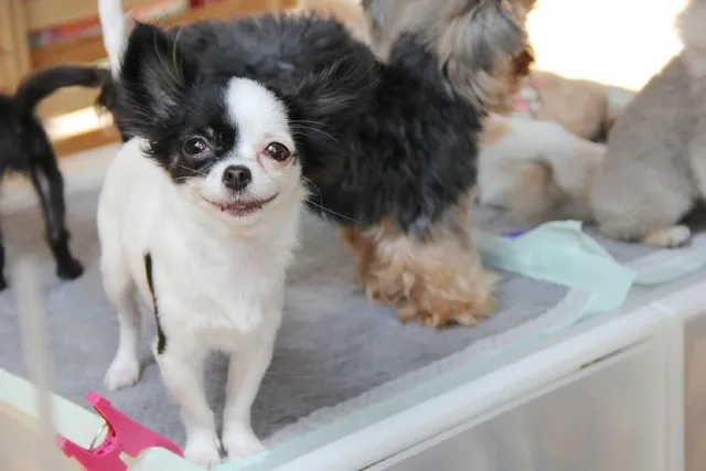 Chin-Wa (Japanese Chin & Chihuahua Mix): Info, Pictures, Care & More