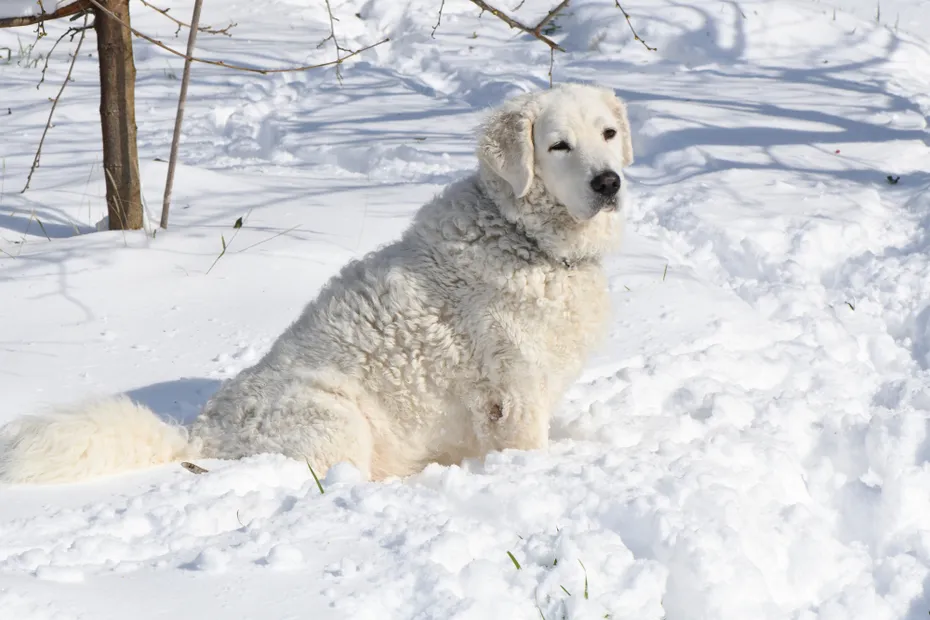 White Kuvasz dog sitting in the Snow