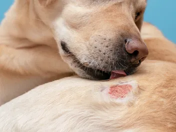 Is Mange Contagious to Other Dogs? Vet-Verified Facts & FAQ