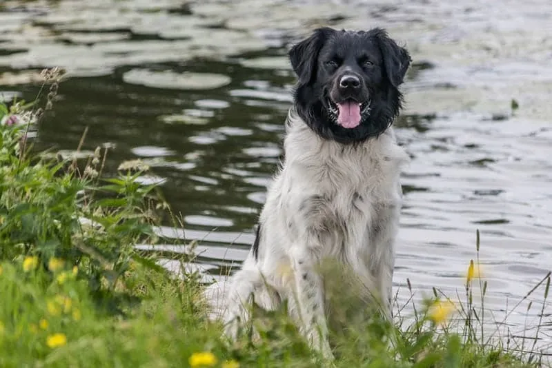 stabyhoun by the lake