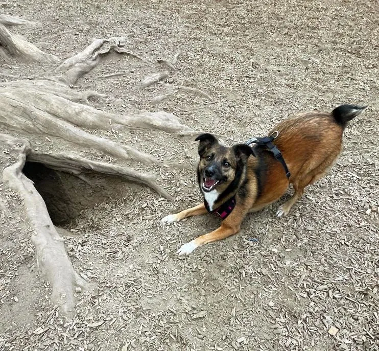 Wallace Off-Leash Dog Park