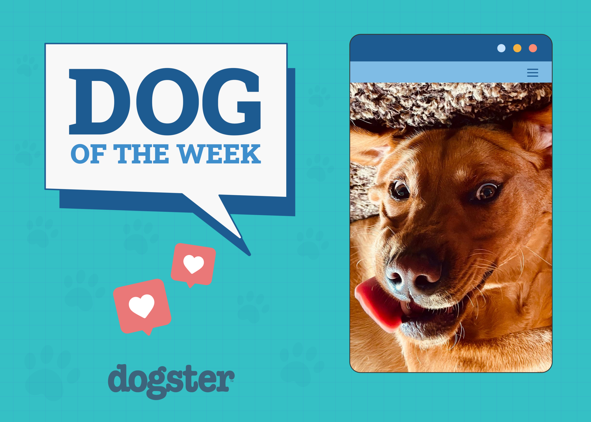 Dogster Photo Contest: Dogs of the Week Winners (May 22, 2025)