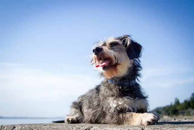 Miniboz (Miniature Schnauzer & Boston Terrier Mix): Info, Pictures & Care